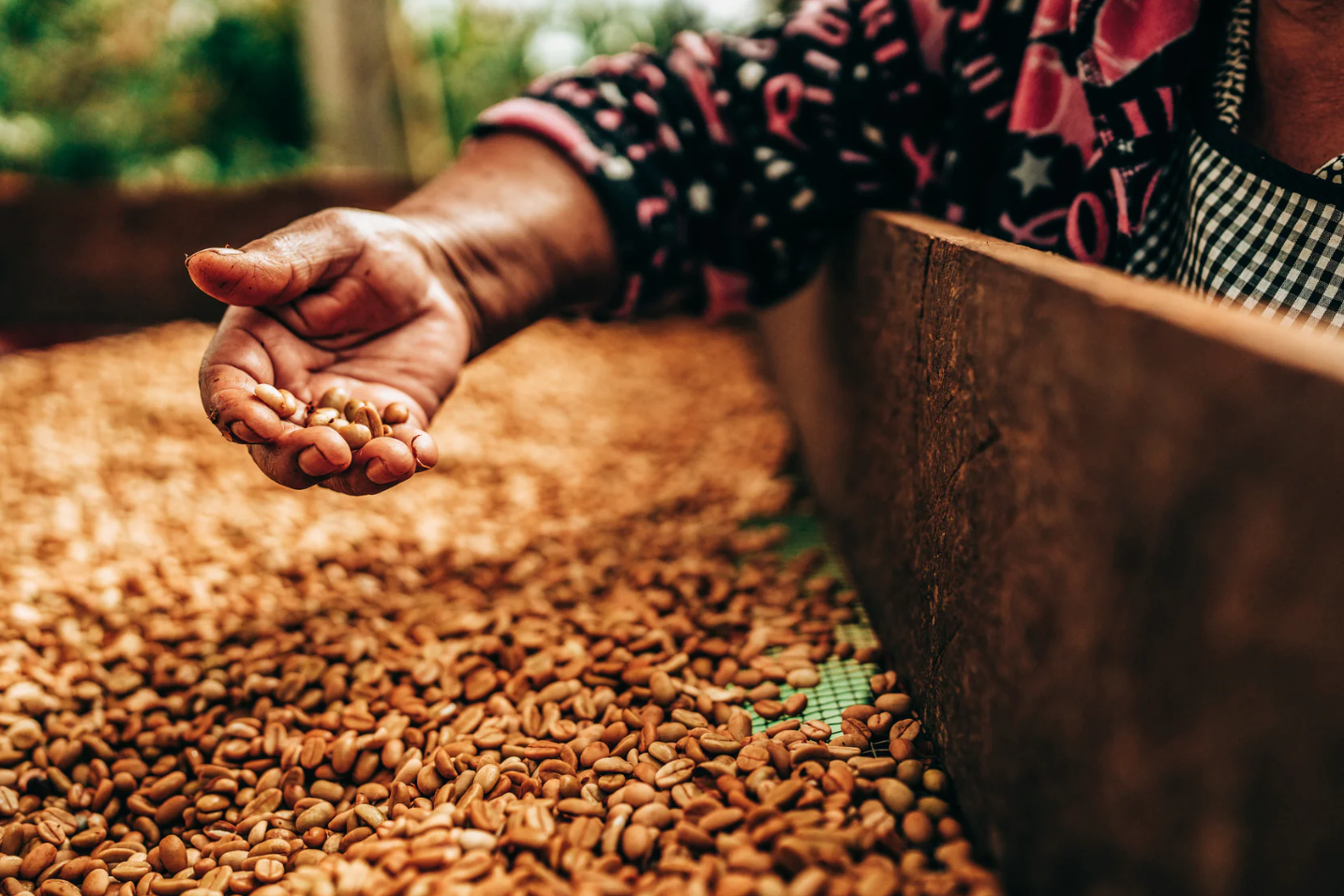 Quetzal Mountain Water Decaf